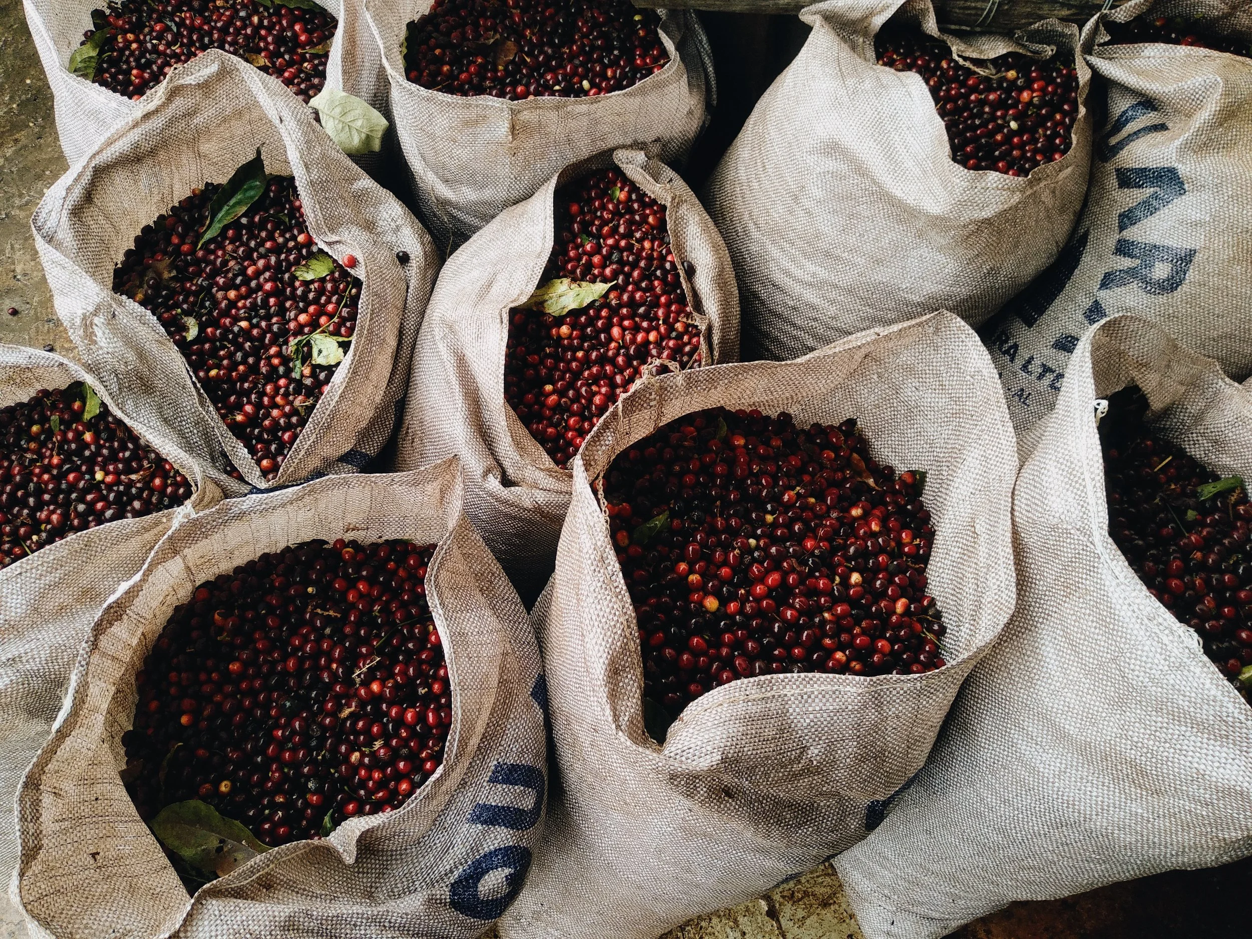 Multiple burlap sacks filled with ripe red coffee cherries, some with green leaves, arranged on the ground.