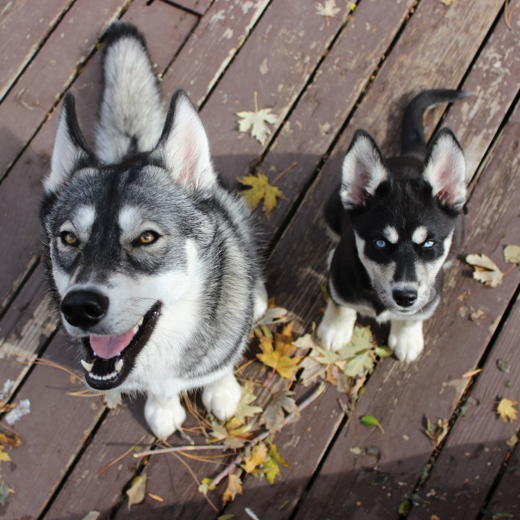 A Siberian Husky and a Husky puppy sitting on a wooden deck with fallen leaves.