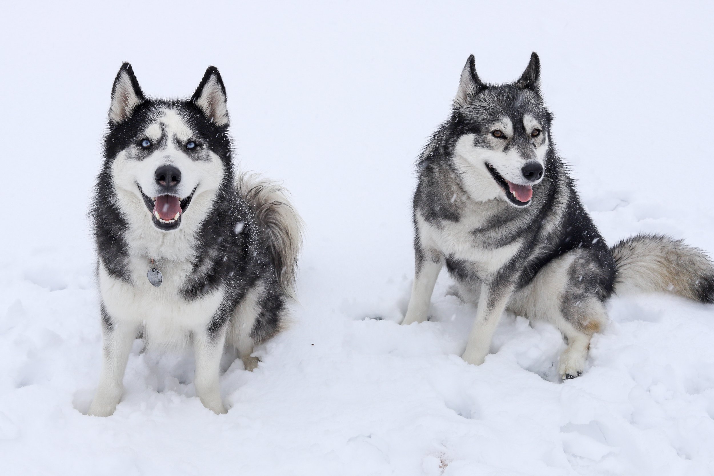 Two Siberian Huskies sitting in the snow, facing the camera with open mouths and happy expressions.