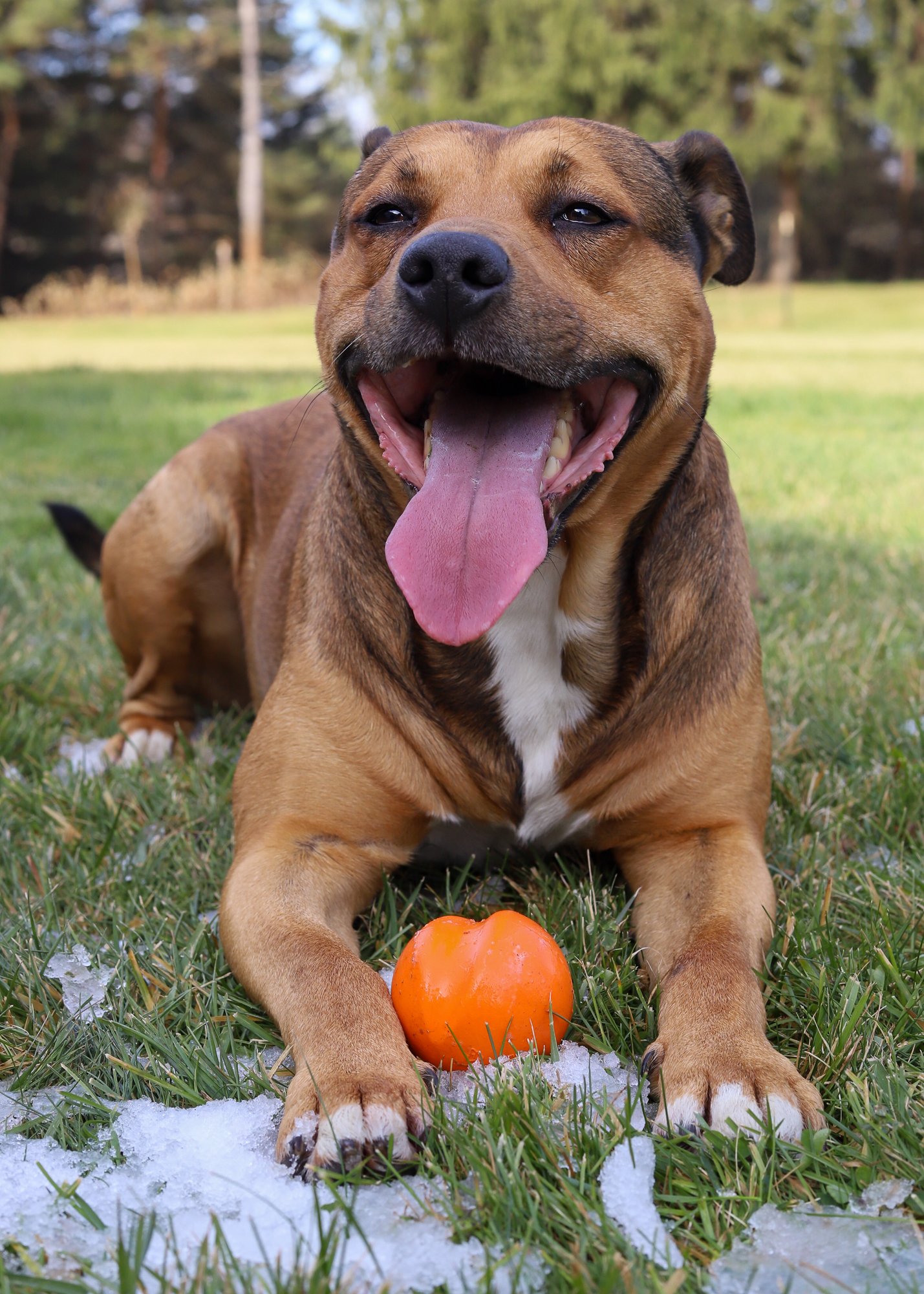 Happy brown dog with a pink tongue lying on grass with snow, an orange pumpkin in front, outdoors with trees in the background.