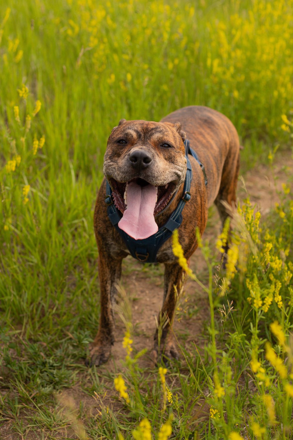 A joyful brindle-colored dog, wearing a blue harness, panting with its tongue out, standing on a dirt trail surrounded by tall yellow wildflowers in a green field.