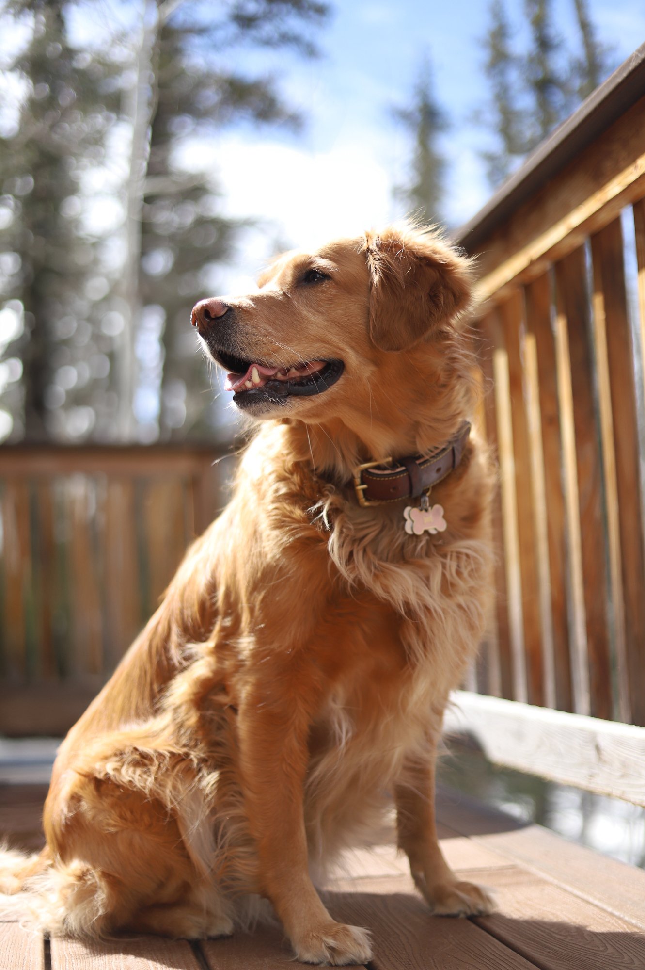 Golden retriever sitting on a wooden deck outside, looking to the side with sunlight and trees in the background.