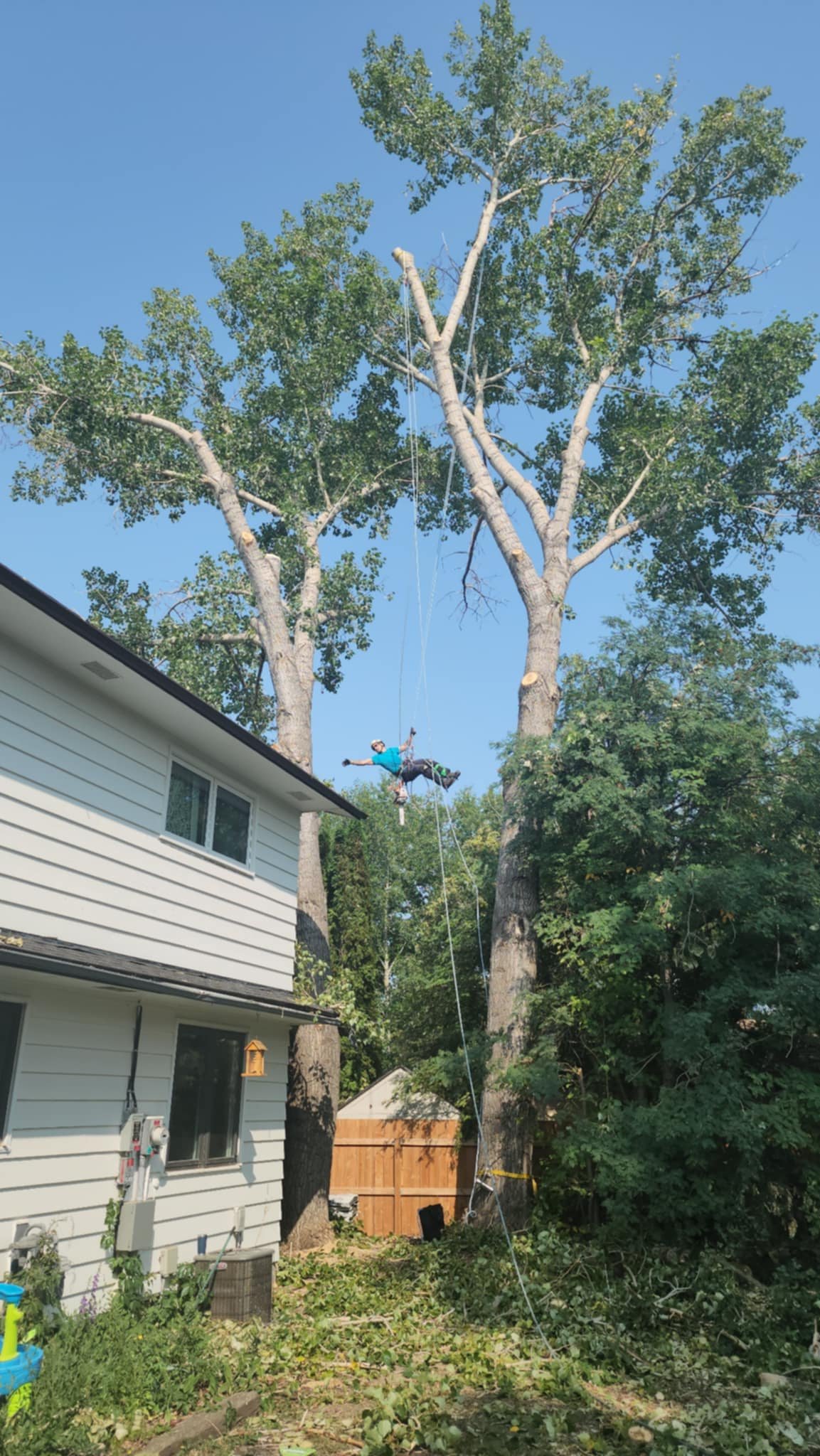 TreeMD_14.jpeg