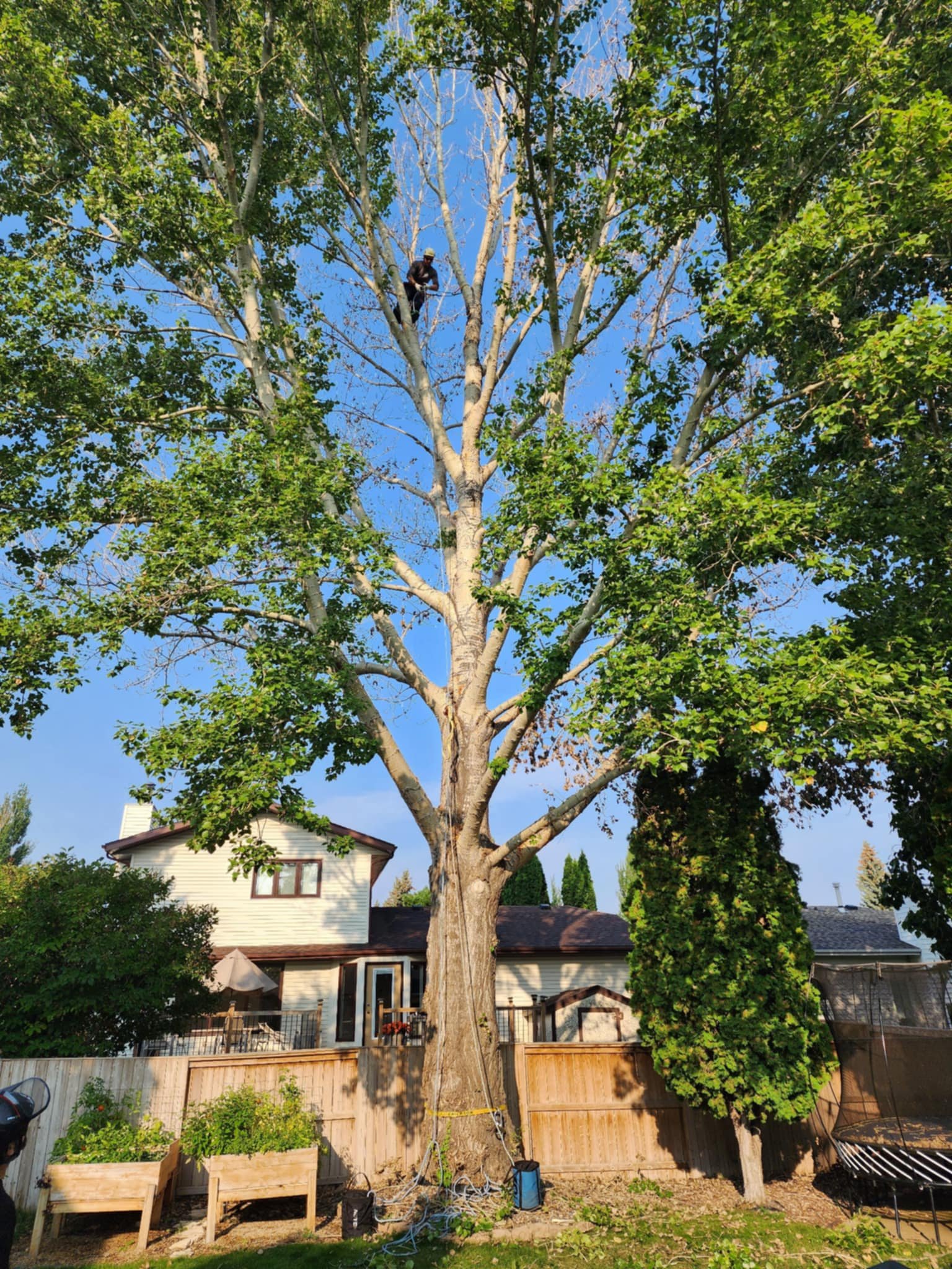 TreeMD_BigGuy.jpeg
