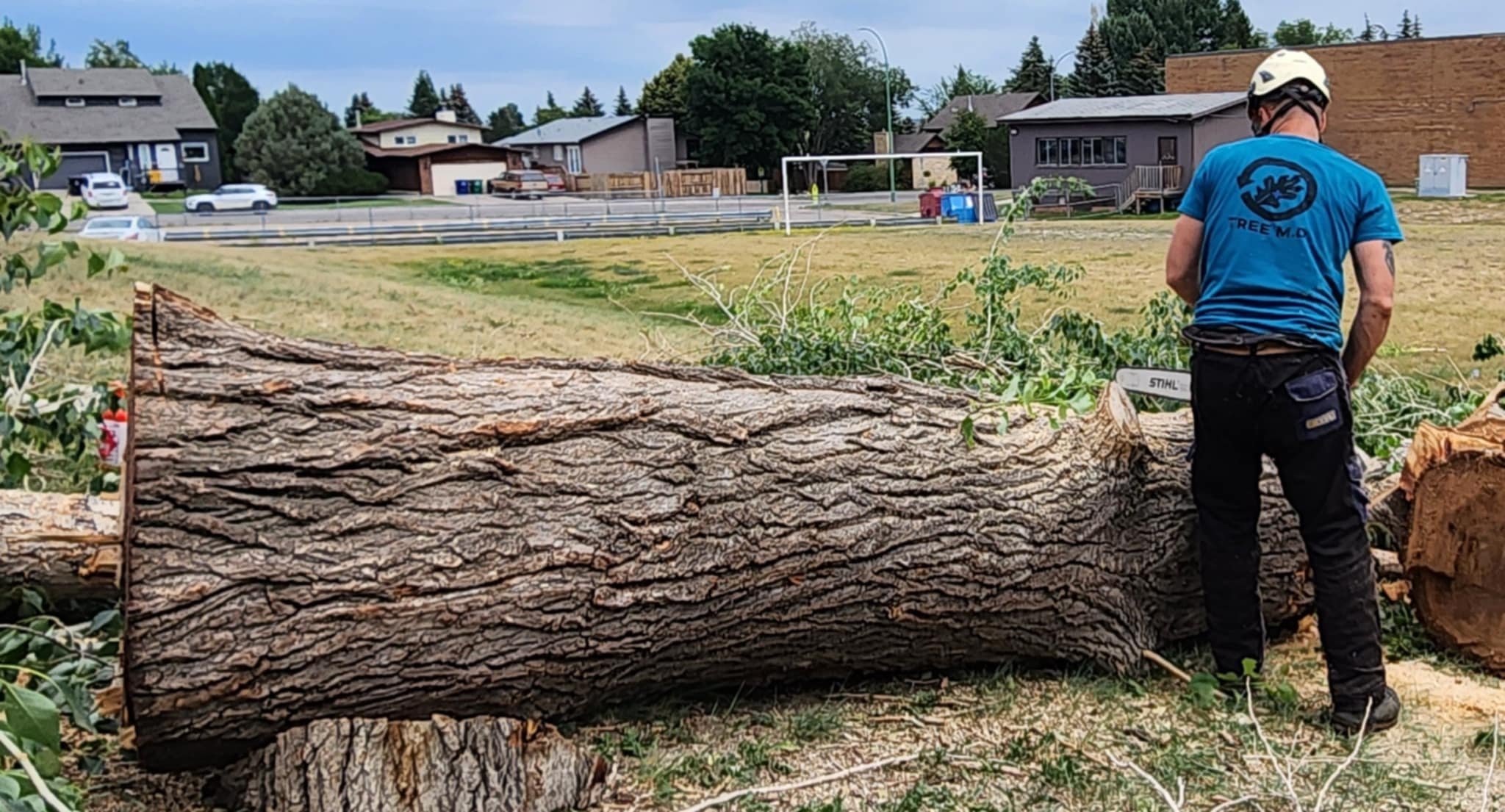 TreeMD_15.jpeg