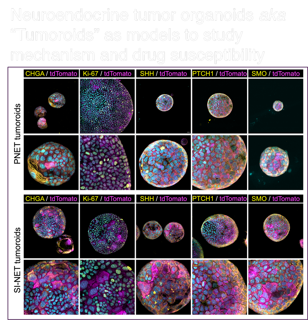 Research — The Duan Lab