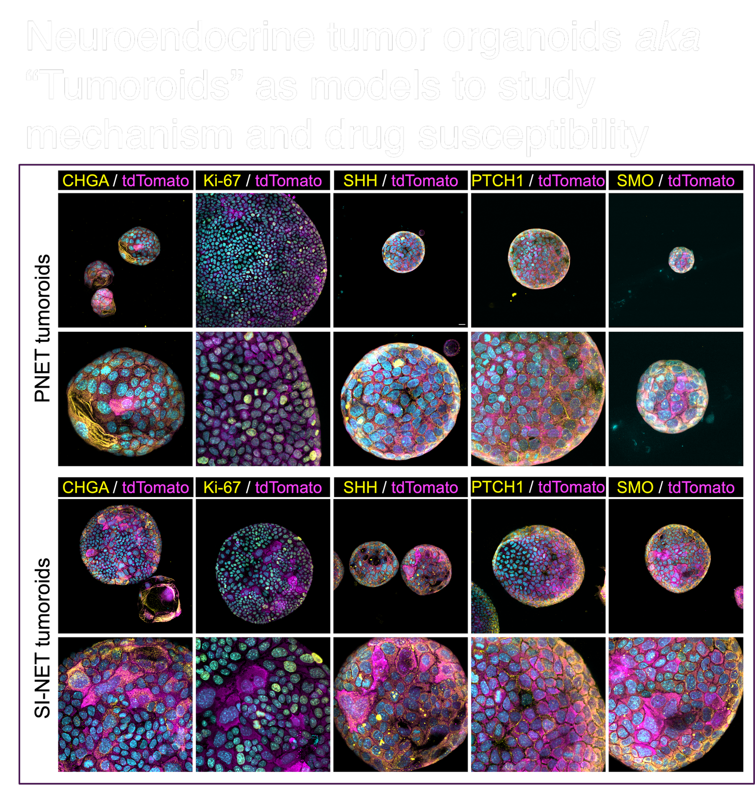 Research — The Duan Lab
