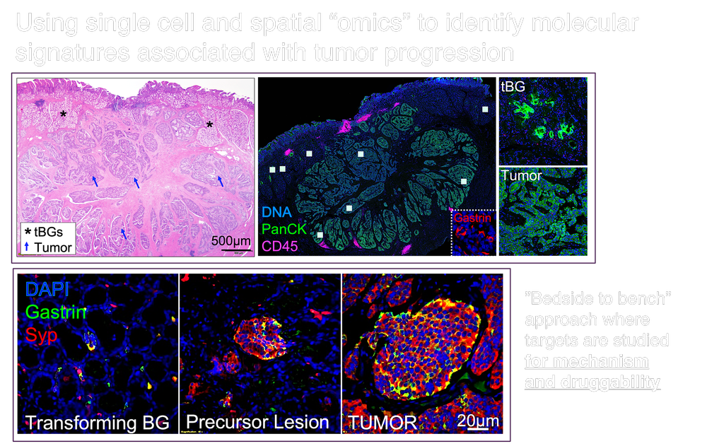 Research — The Duan Lab