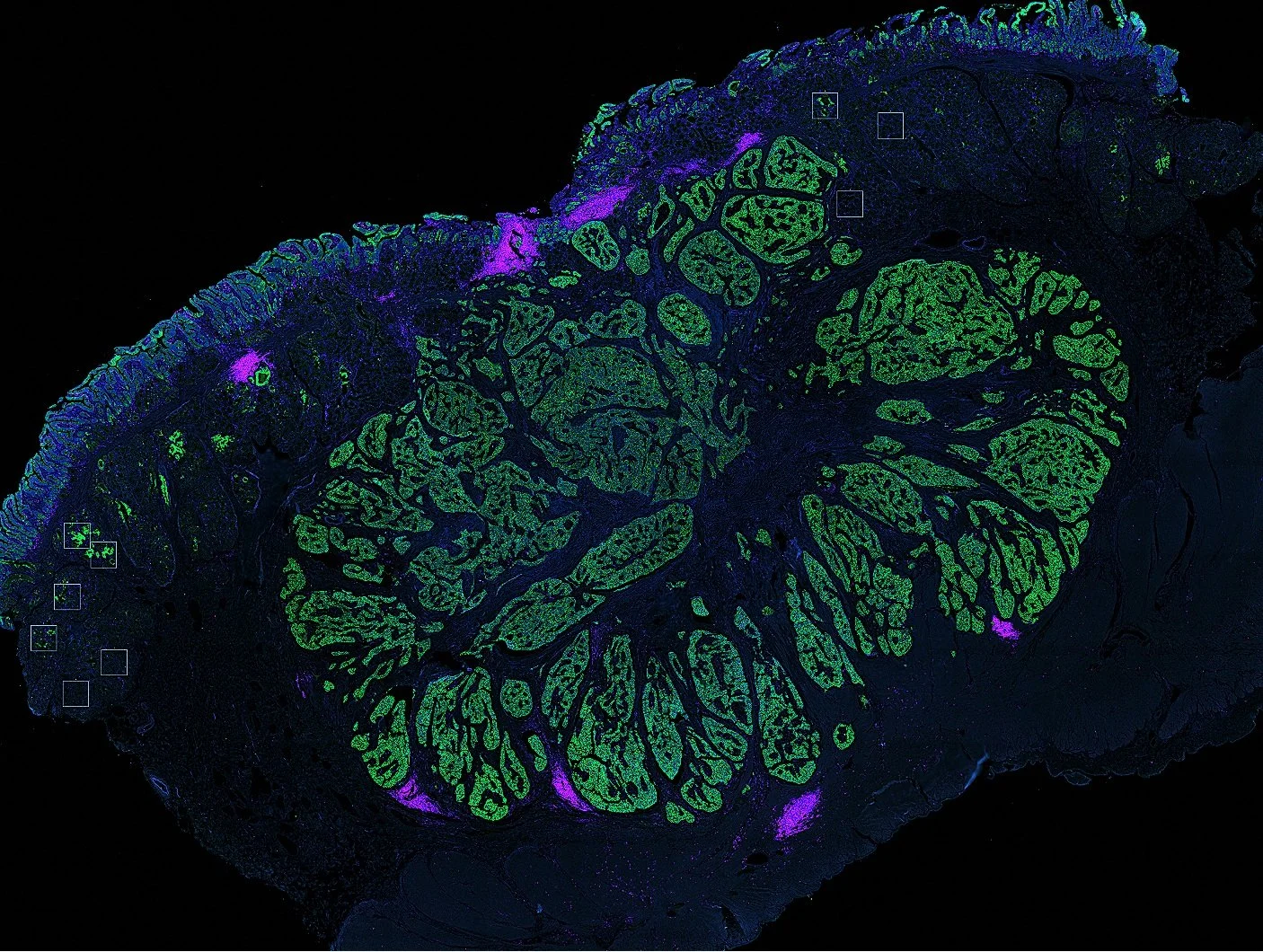 Research — The Duan Lab