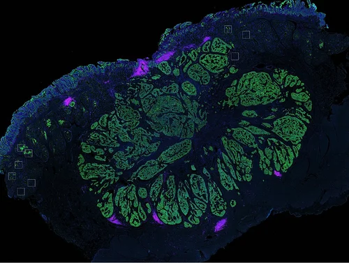 Research — The Duan Lab