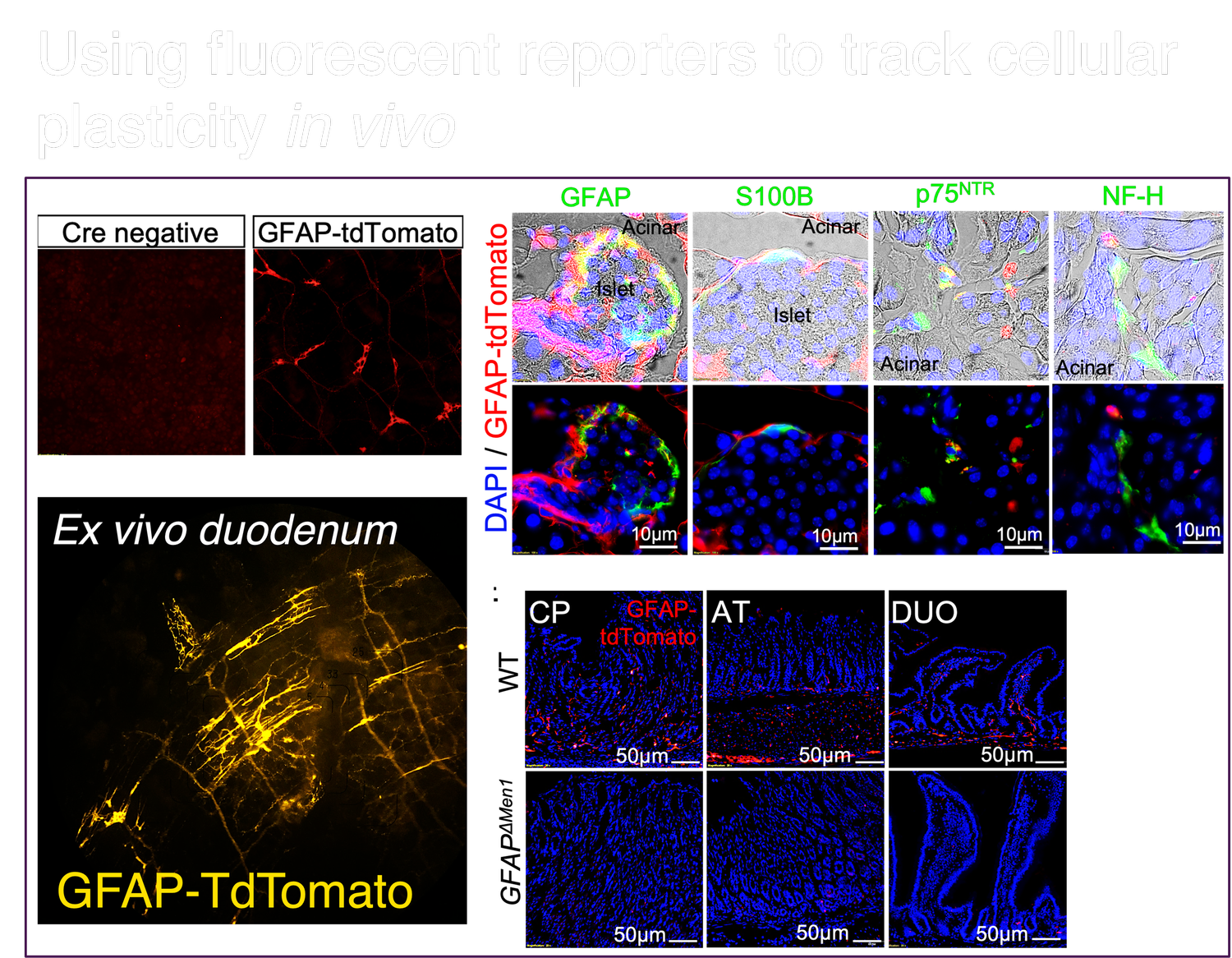 Research — The Duan Lab