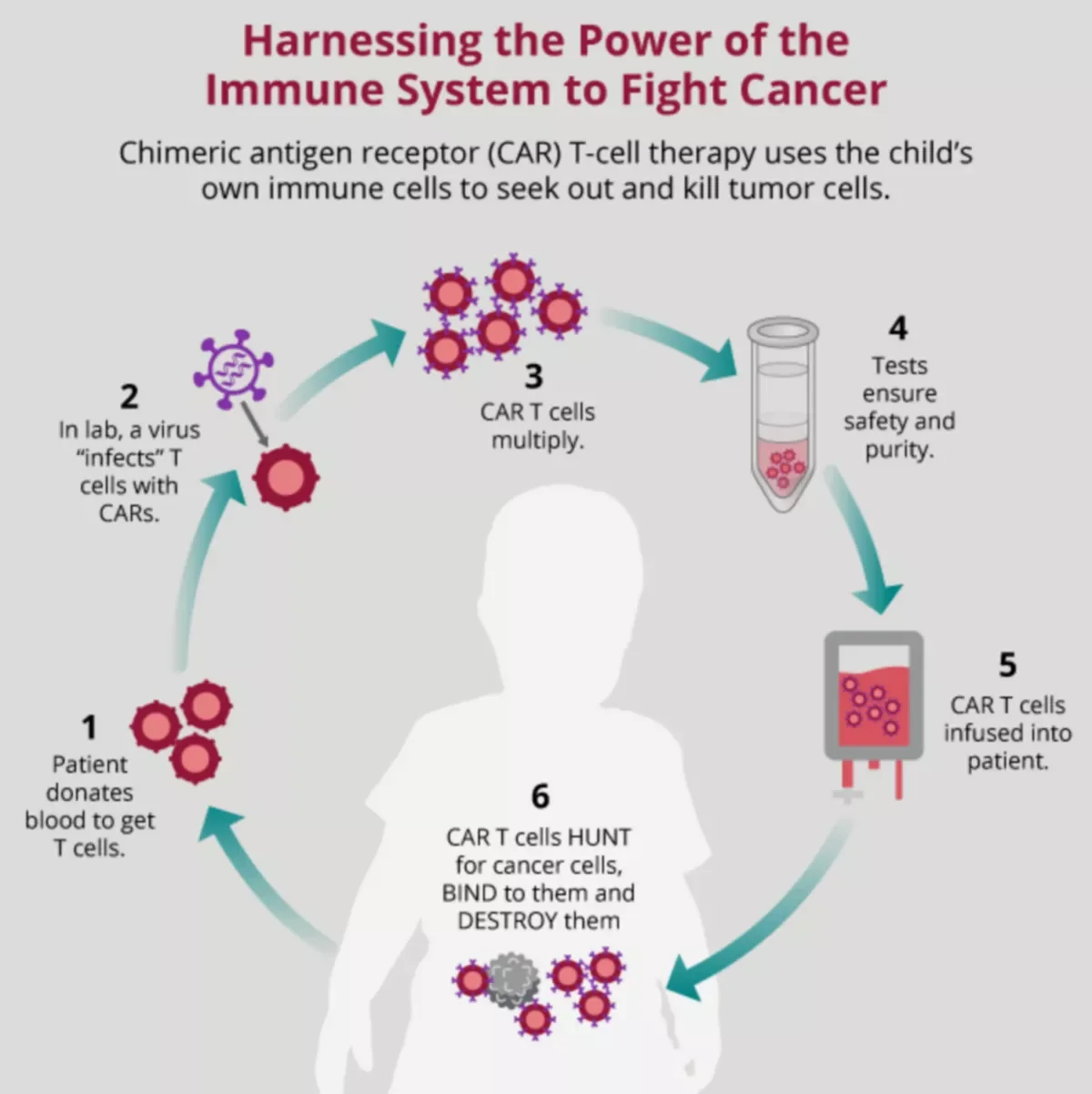 Diagram illustrating harnessing the power of the immune system to fight cancer through CAR T-cell therapy, showing steps from blood donation, infection with virus, CAR T cell multiplication, safety testing, infusion into patient, and T cells hunting and destroying cancer cells.