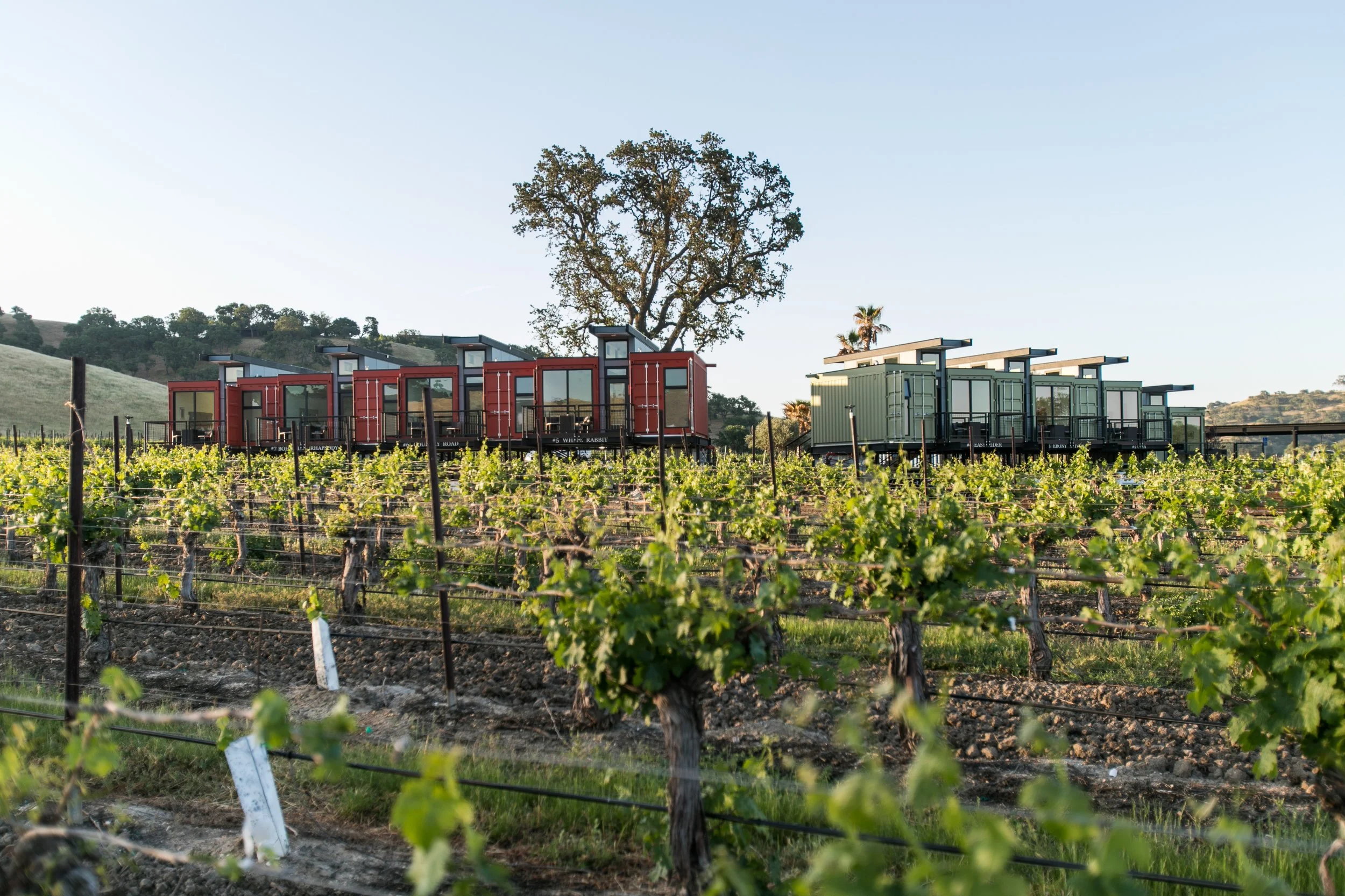 A vineyard at sunset with colorful tiny houses on stilts on a hilltop, surrounded by grapevines and trees.