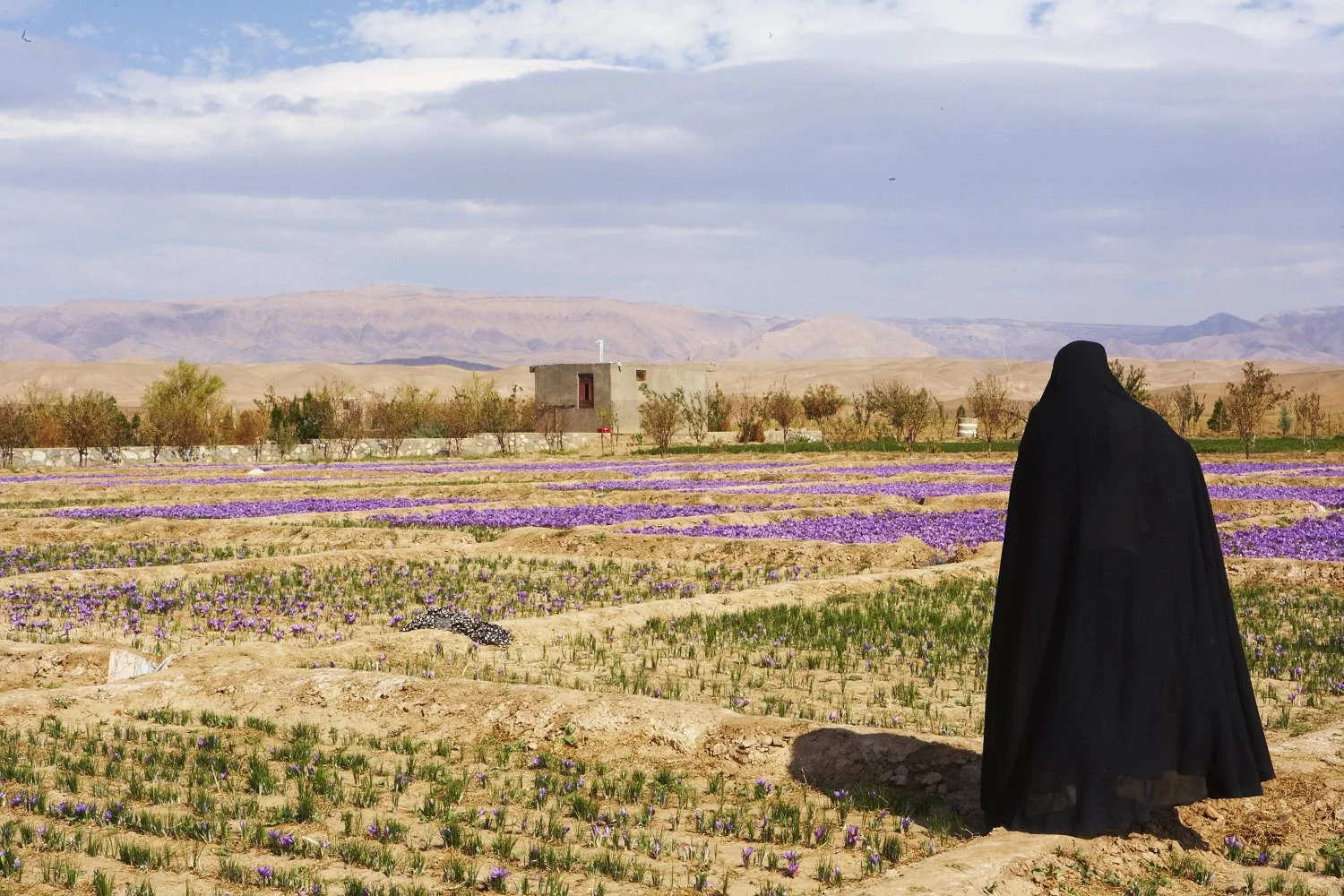 Saffron Harvest — Herat, Afghanistan