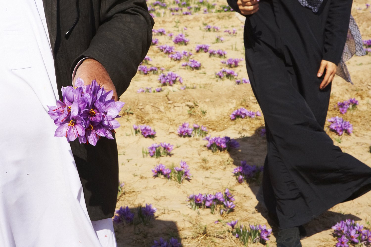 Saffron Harvest — Herat, Afghanistan