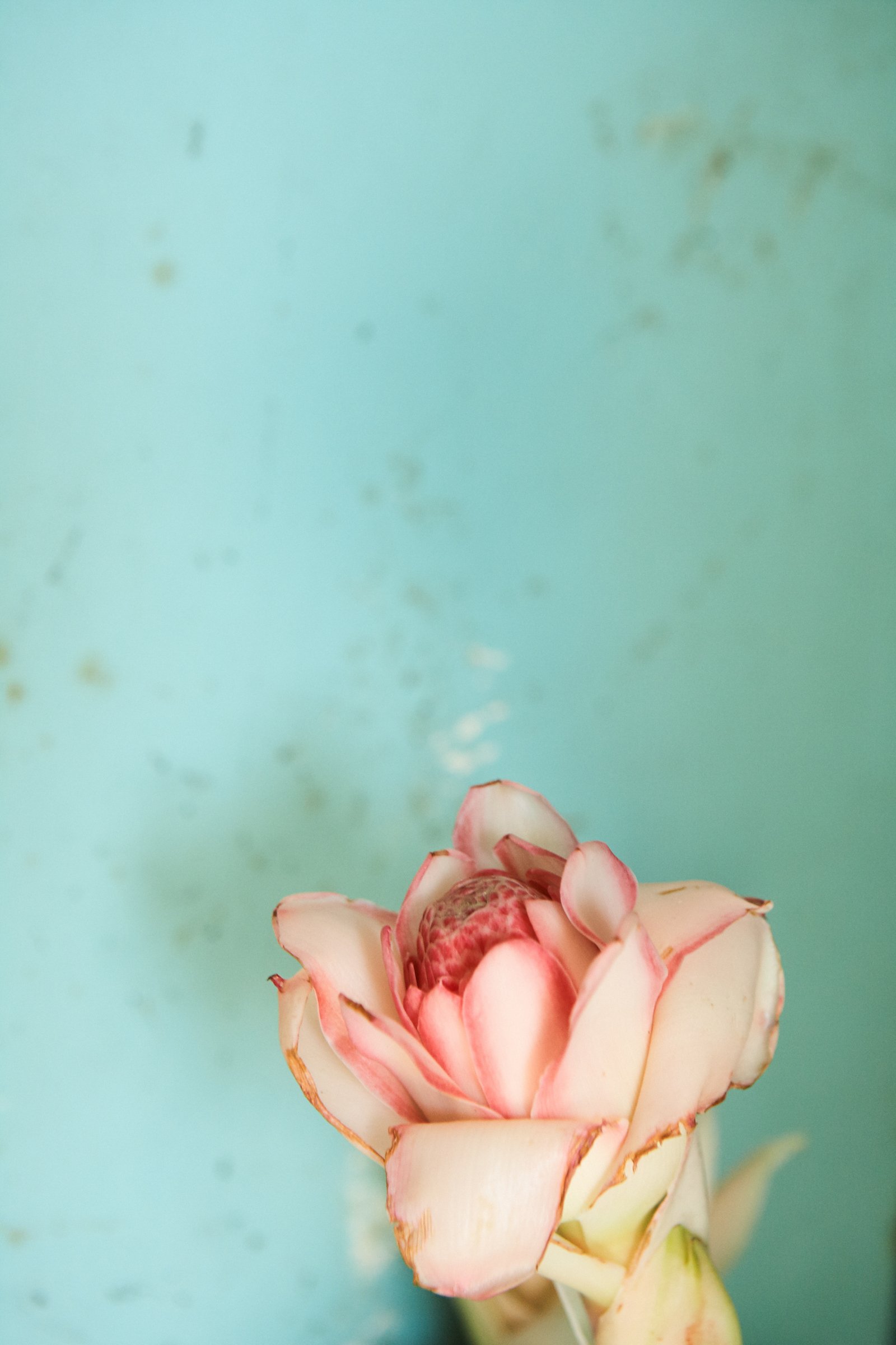Flower — Trancoso, Brasil 