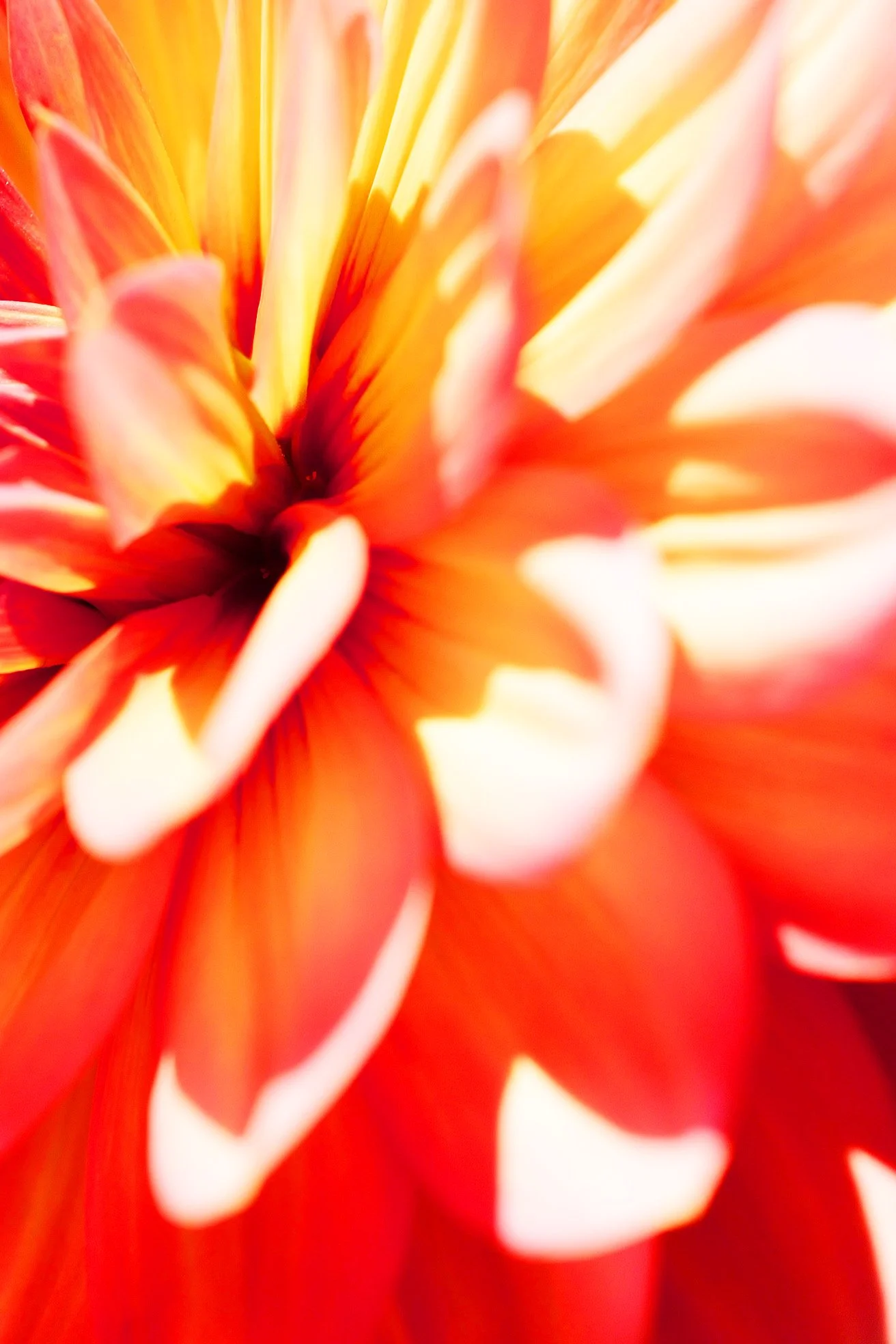 Dahlia — Atlanta