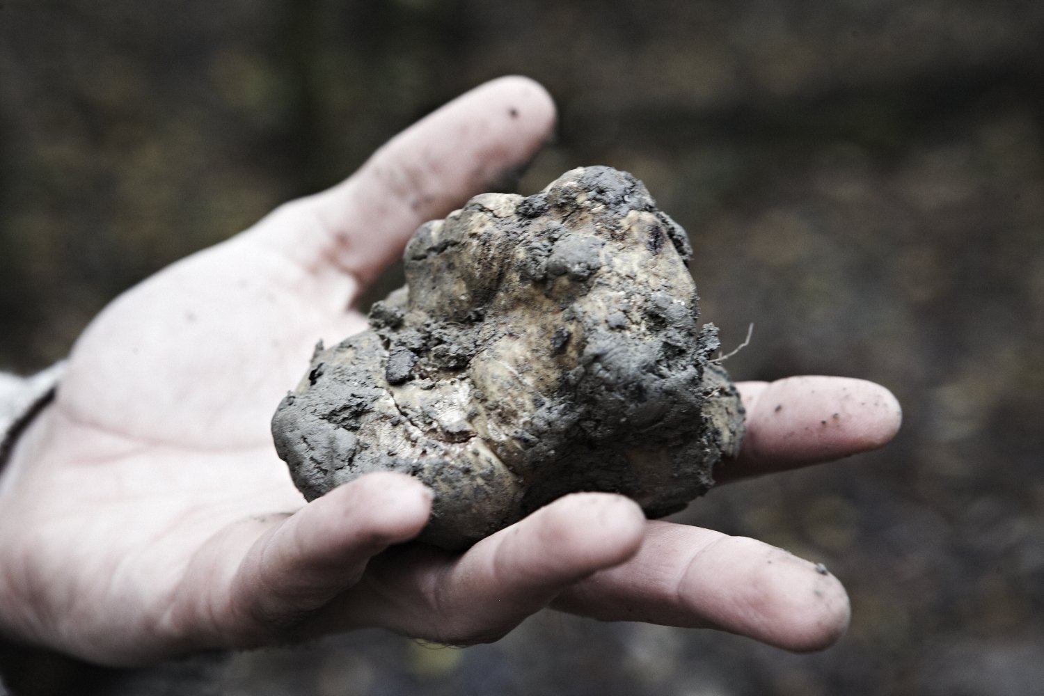 Truffle Hunting — Savigno, Italy 