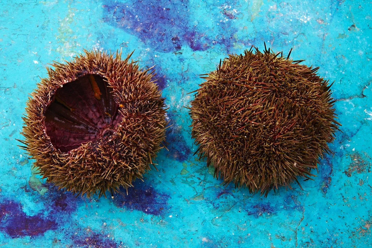 Sea Urchin — Antico, Peru