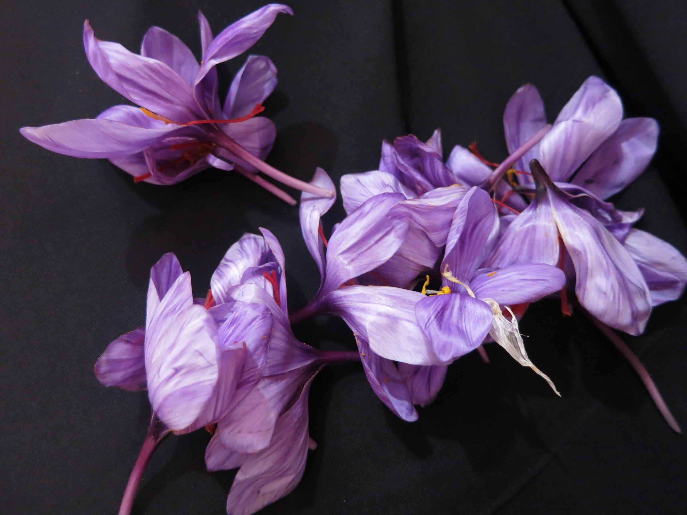 Saffron Flowers — Herat, Afghanistan