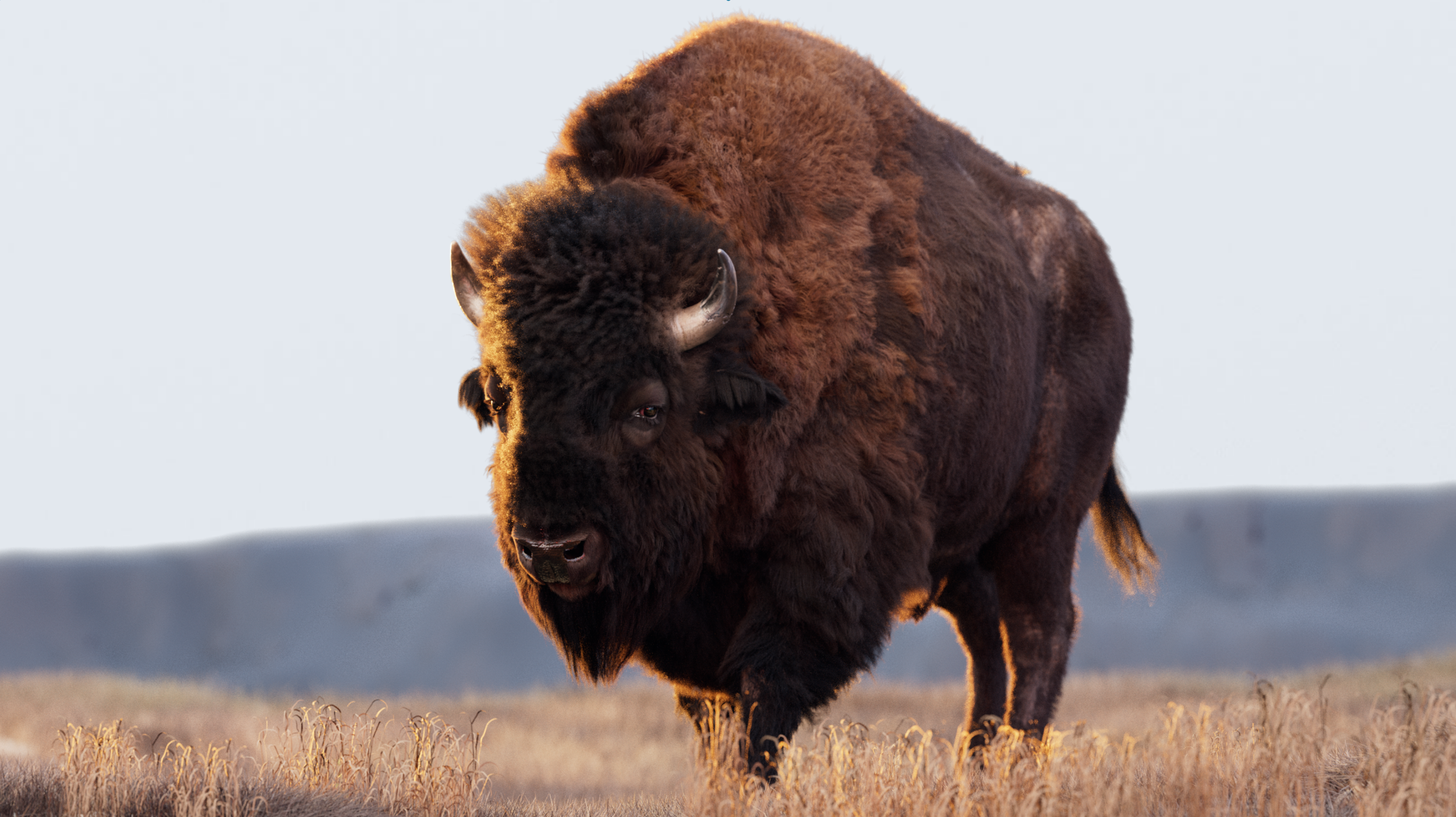 bison-test114.png