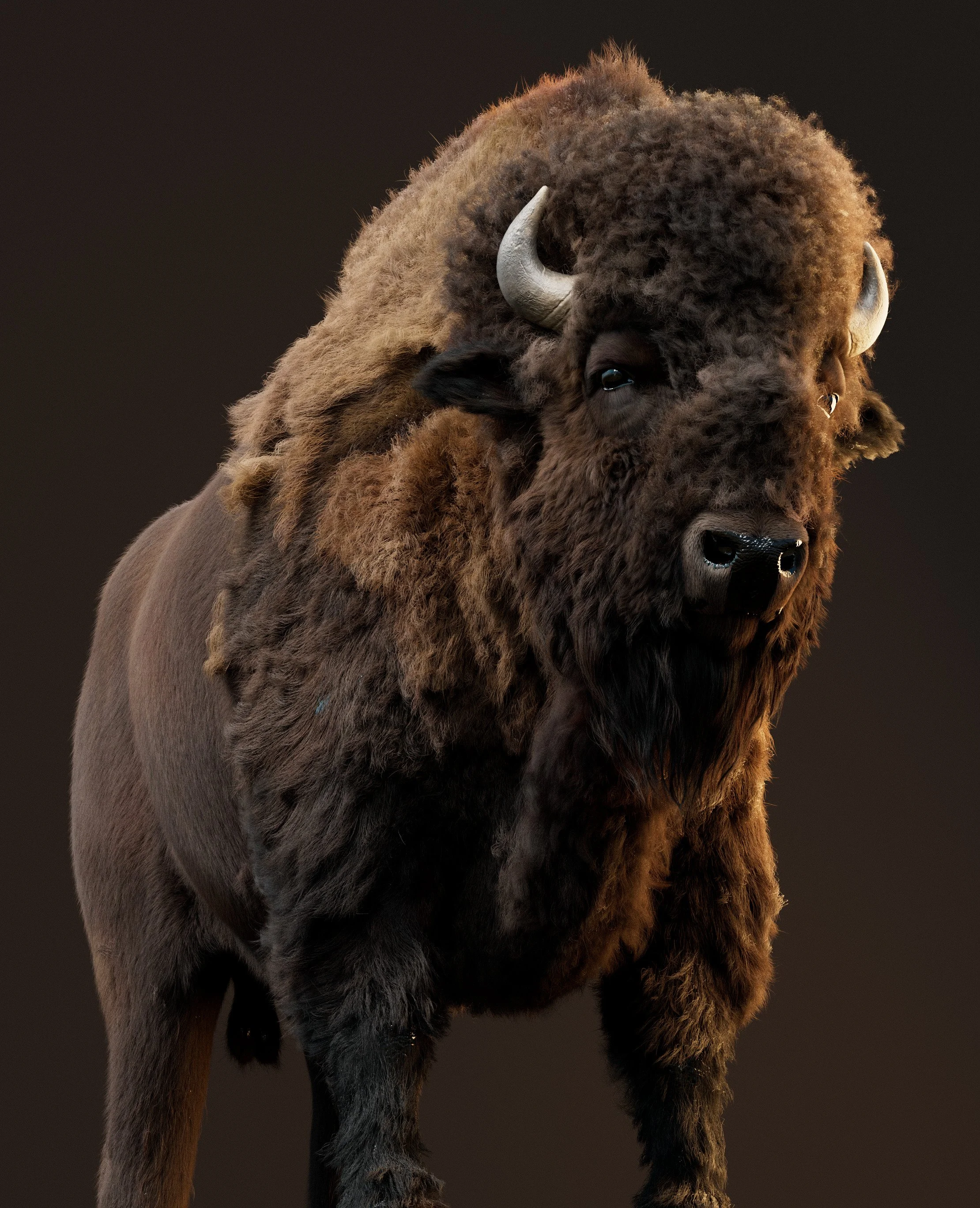 bison-test053.jpg