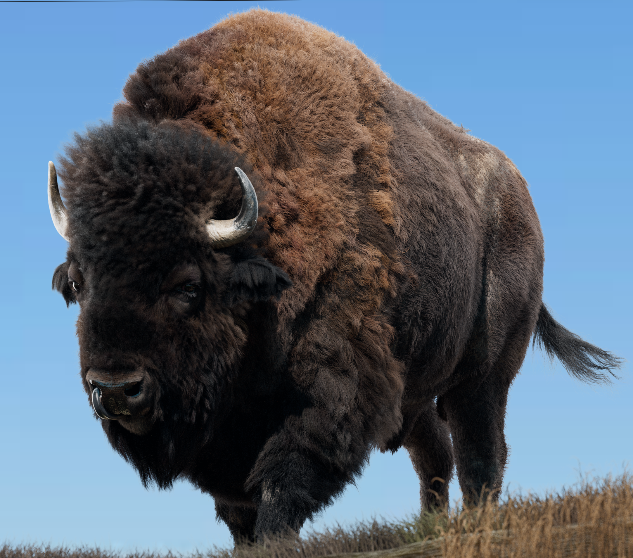 bison-test095.png