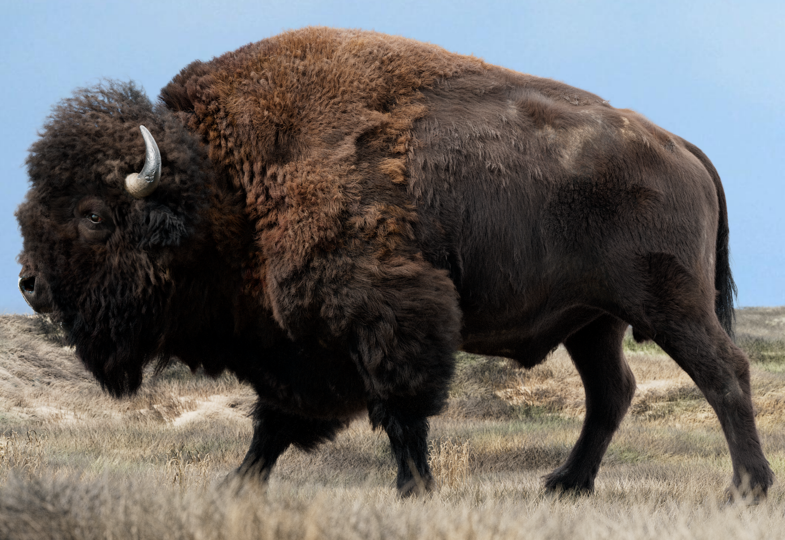 bison-test090.png
