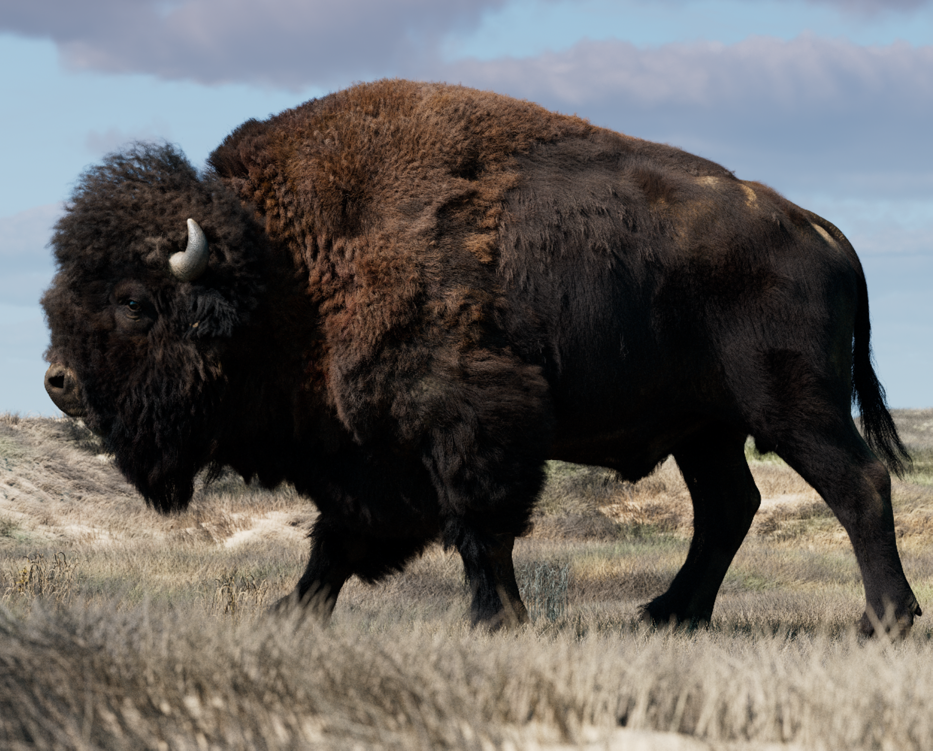 bison-test078.png