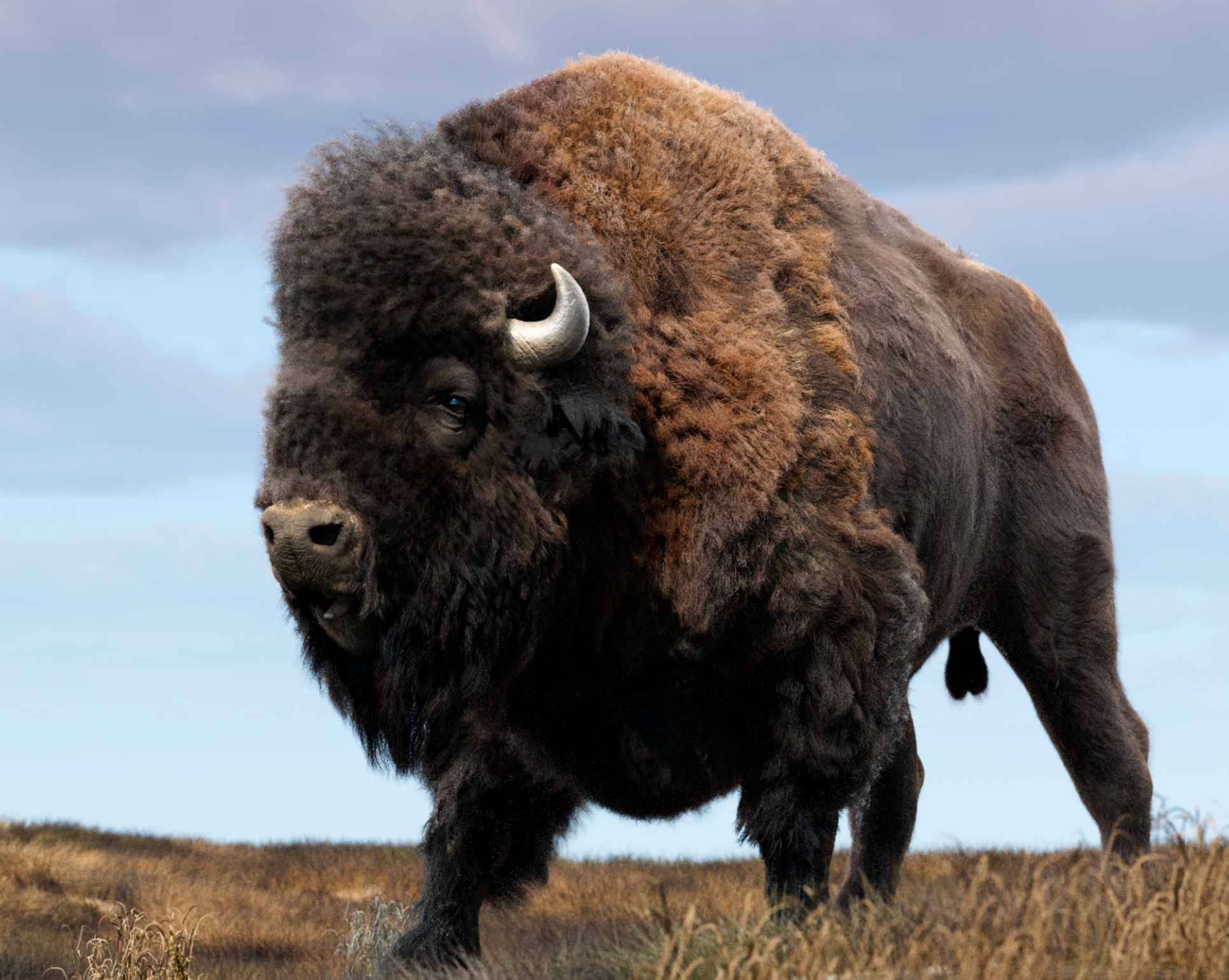 bison-test079.png