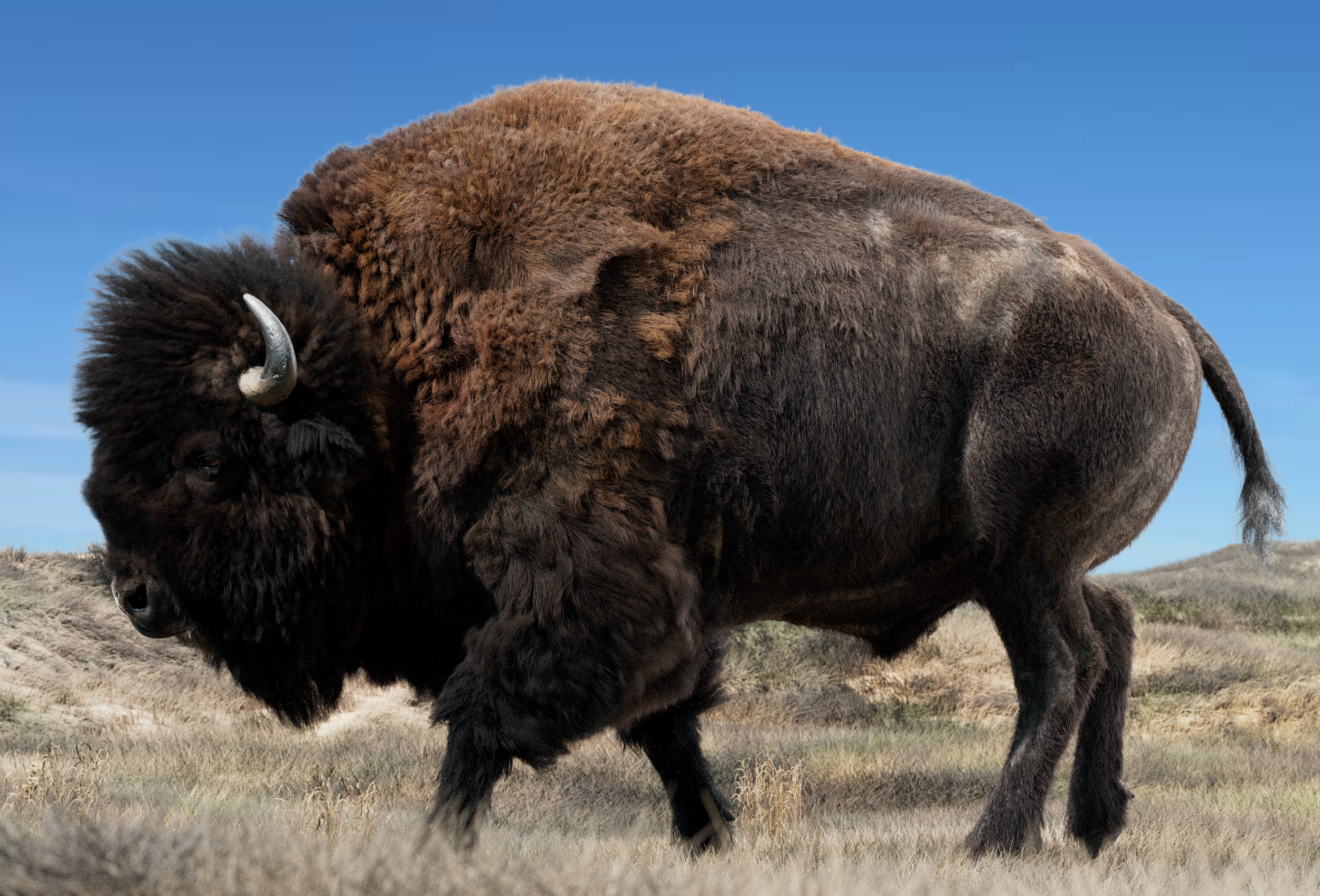 bison-test093.png