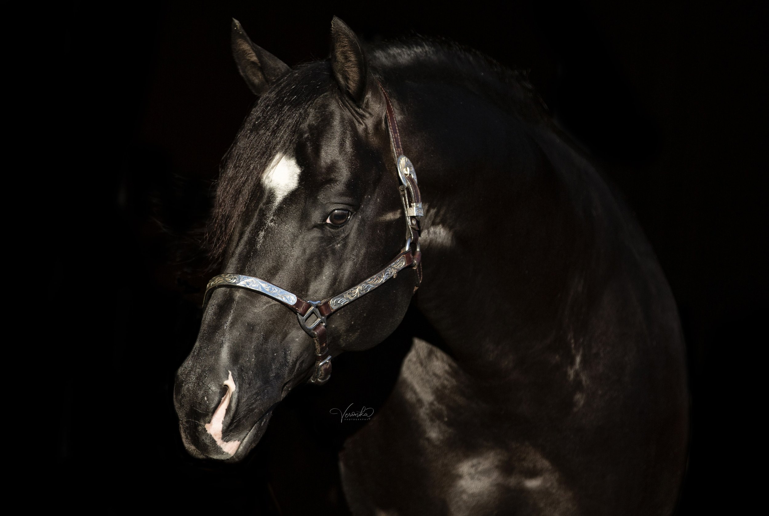 NRBC Enrolled Stallions