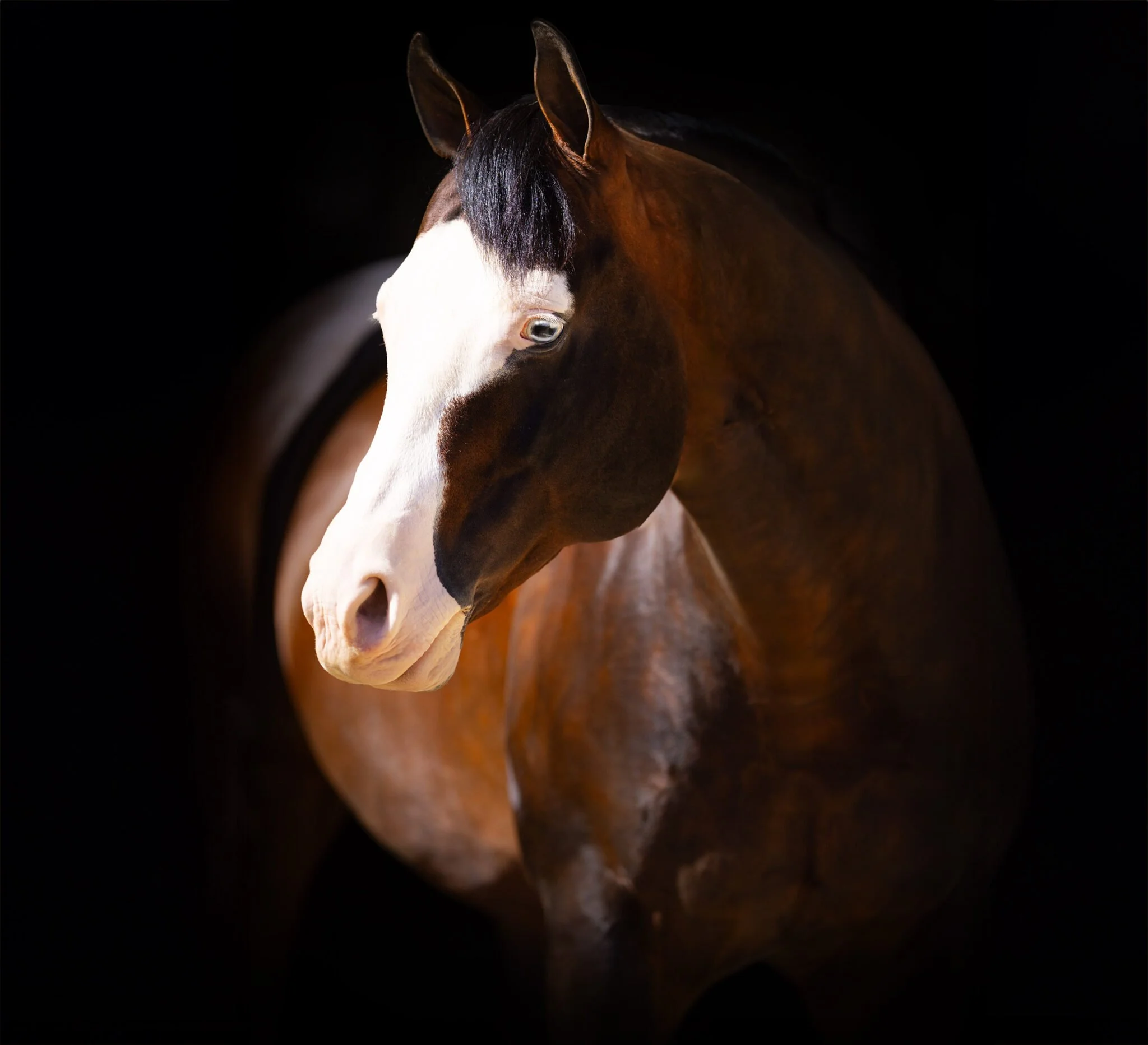 Update Foal Ownership