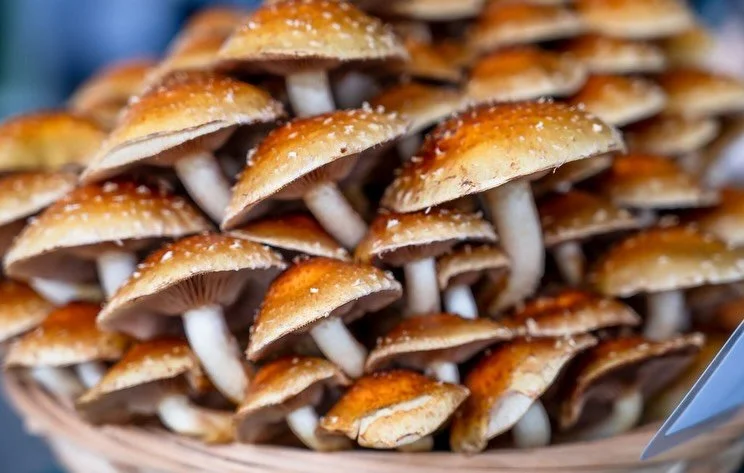 🍄&zwj;🟫 When food becomes art 🖼️ Gourmet mushrooms, from @bellefleurfarms has perfected the craft of not just medicinal and delicious, but picture perfect for our palates and umami rich dishes. Stop by this Saturday and see for yourself! 💯✨ #fran