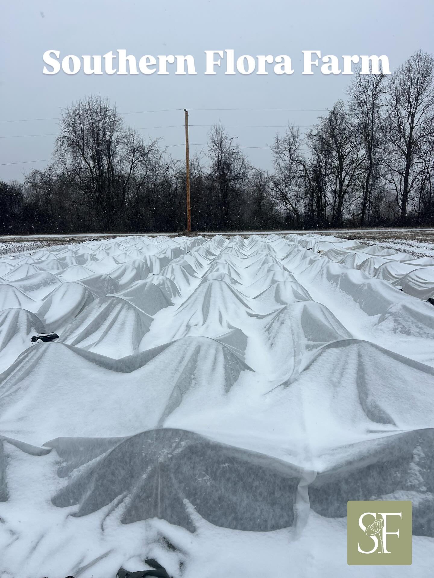 🌷Today&rsquo;s view ❄️ from @southernflorafarms 💐 This weekend is another one for the books!! Stay warm Tennessee!! 🧣#flowerfarmer #southernflorafarms #winterstorm2026 #tennessee #franklintn