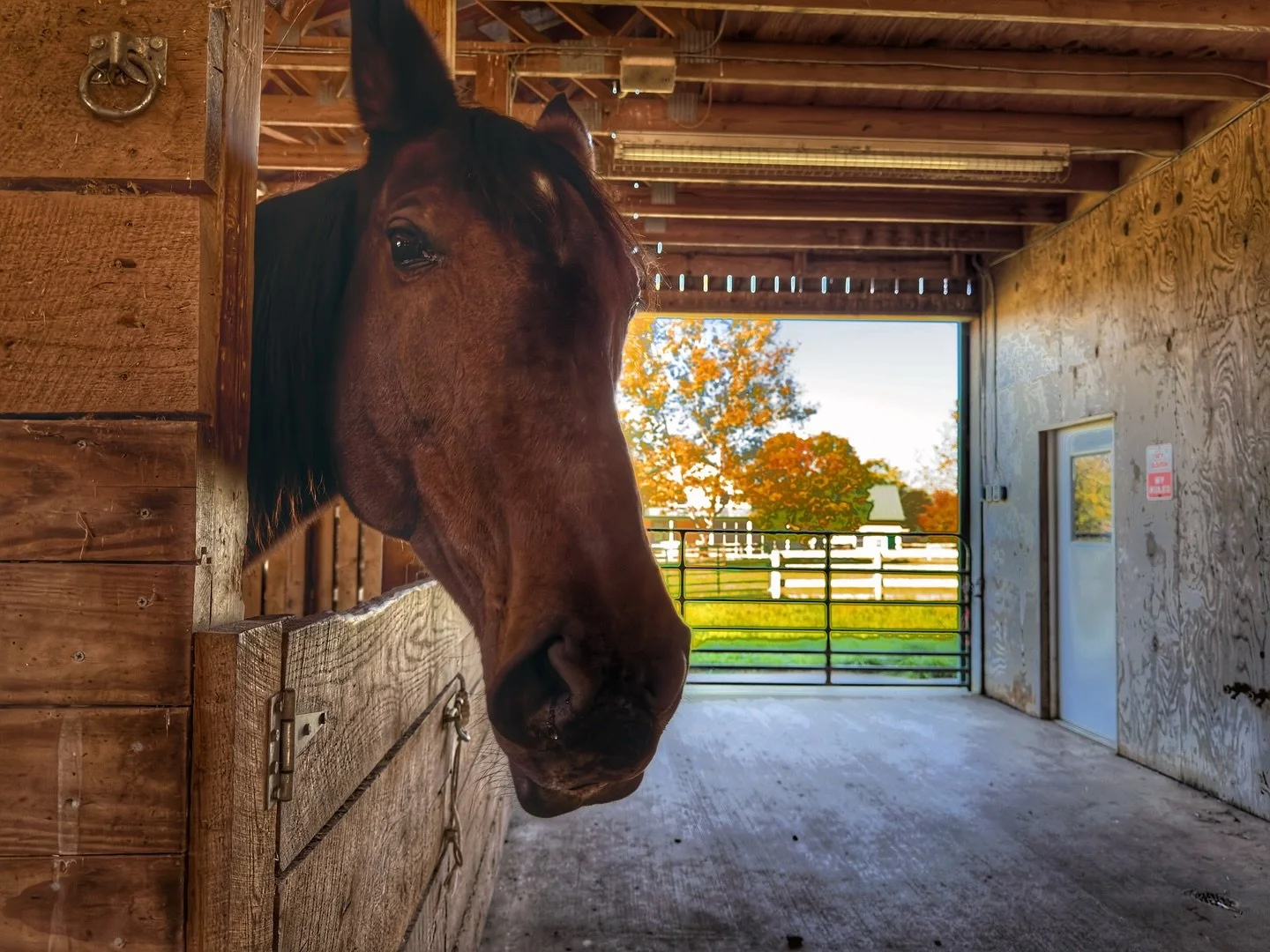 Made a new friend while shooting this 54 acre farm in beautiful Luray, Virginia.

#realestatephotography #lurayvirginia #farmlife #northernvirginiarealestate