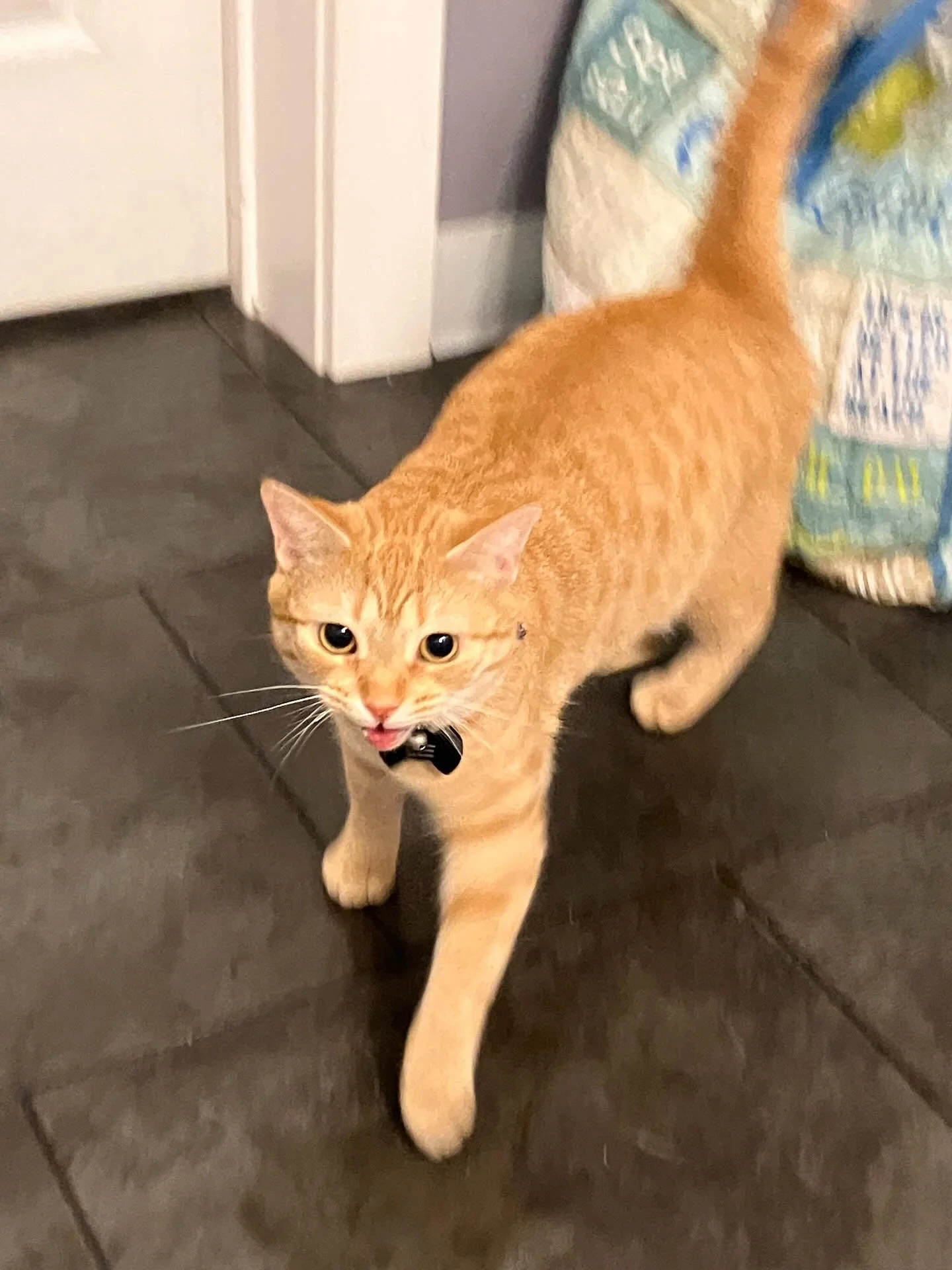 Genni, the @asheville_mall cat who lives at @montanasmokesllc with co-owners Gelson and Jesse, paid us a visit today and delighted all who met her 😻