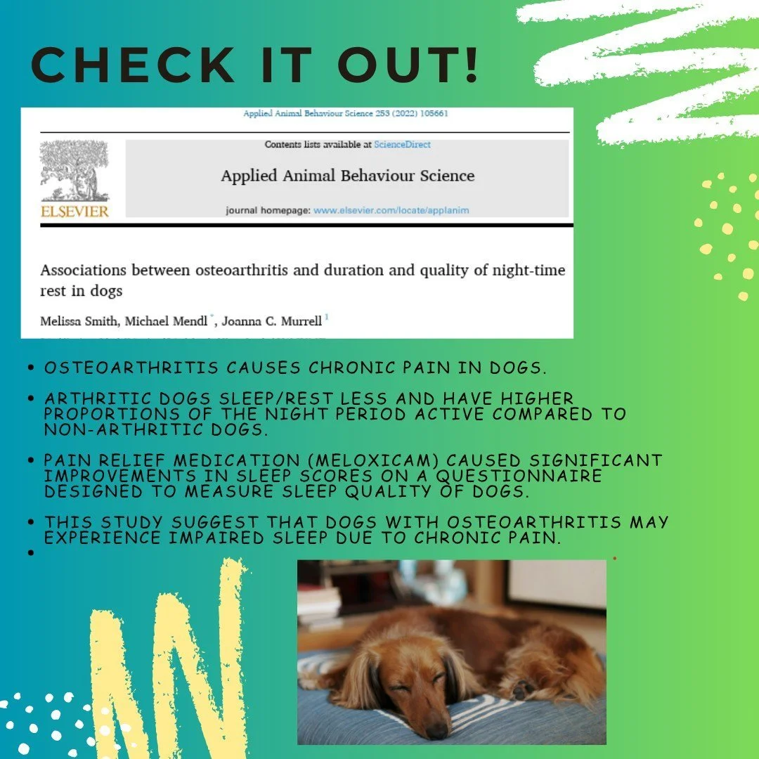 Is your dog restless at night? 

Osteoarthritis is more common in middle age to older dogs than many people realize, because dogs often do such a good job just coping. Pain from arthritis is a major contributor to irritability such as snaps and bites