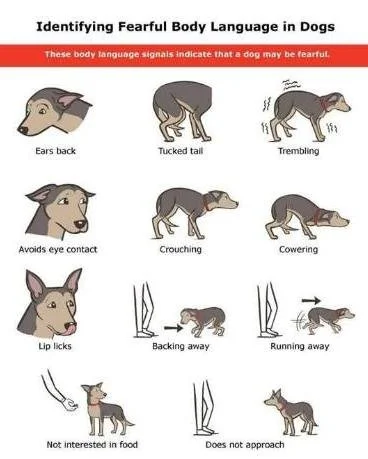 Can you spot a fearful dog ?

Fear is a common and perfectly normal, innate, and adaptive behavior in all animals! 
Although it&rsquo;s possible that a fearful dog has experienced abuse, mostly fears result from genetic predisposition and lack of exp