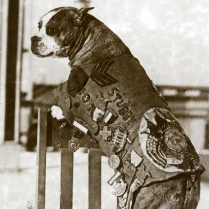 Dog Breeds Did You Know ... ?
In the early 1900s, the Pit Bull terrier was one of the most popular breeds in the U.S.; they were considered THE All American Family Dog. They were used in posters to recruit soldiers and sell war bonds, Petey was a pop