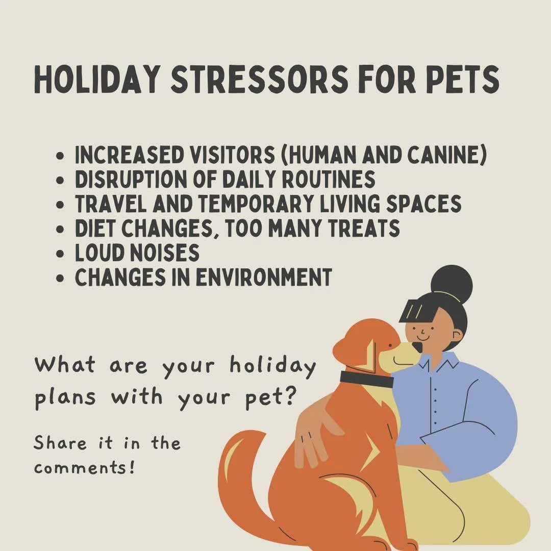 Are you ready for the holidays? 

Holidays can be stress filled for many dogs, especially those who prefer the safety and quiet of their own home. Car travel, new people and unfamiliar dogs,  disruption of sleeping space, routine, lots of unfamiliar 