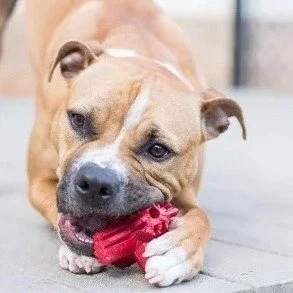 Yum! That is sooo good!
Have you ever seen your dog really work on a chew toy when they seem stressed?
Well, research has shown that chewing on long lasting chews creates a positive emotional state for dogs.  It can also help with memory/ learning af