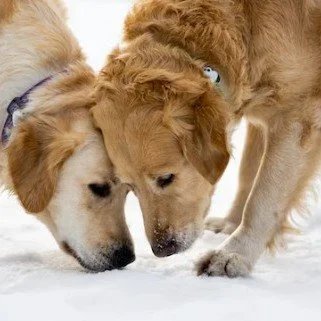 Holiday tip!
Want to calm your dog and tire them out at the same time? 
A sniffari  could be the answer! Scentwork can not only be a calming activity, but it&rsquo;s also very brain-intensive as well.

Common advice for dogs with a high energy is to 