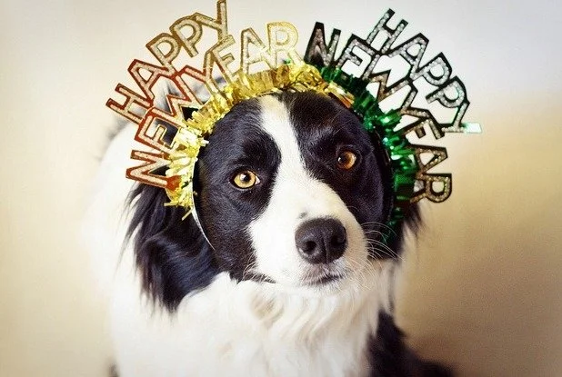 Happy New Year and Welcome 2026!
What are your goals this year for you and your dog? Less reactivity on leash walks? Less barking at the windows and doors? Coping better with thunder and storms? Preparing your dog for a new baby in the house?  Let us
