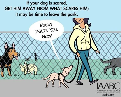 New Year's Training Tip!
If you dog is hesitant to walk forward, wants to go home or hides behind you they are fearful, not stubborn. Giving distance from the scary dog, person, or object is the best thing to do. You can then work gradually by reinfo