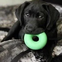 What to do with your dog when your homebound in the cold?
There are loads of ways you can provide mental enrichment including puzzles, treat dispensers, games, and peek-a-boo stuffed toys.

Our fav interactive toys for dogs -
- For strong chewers - t