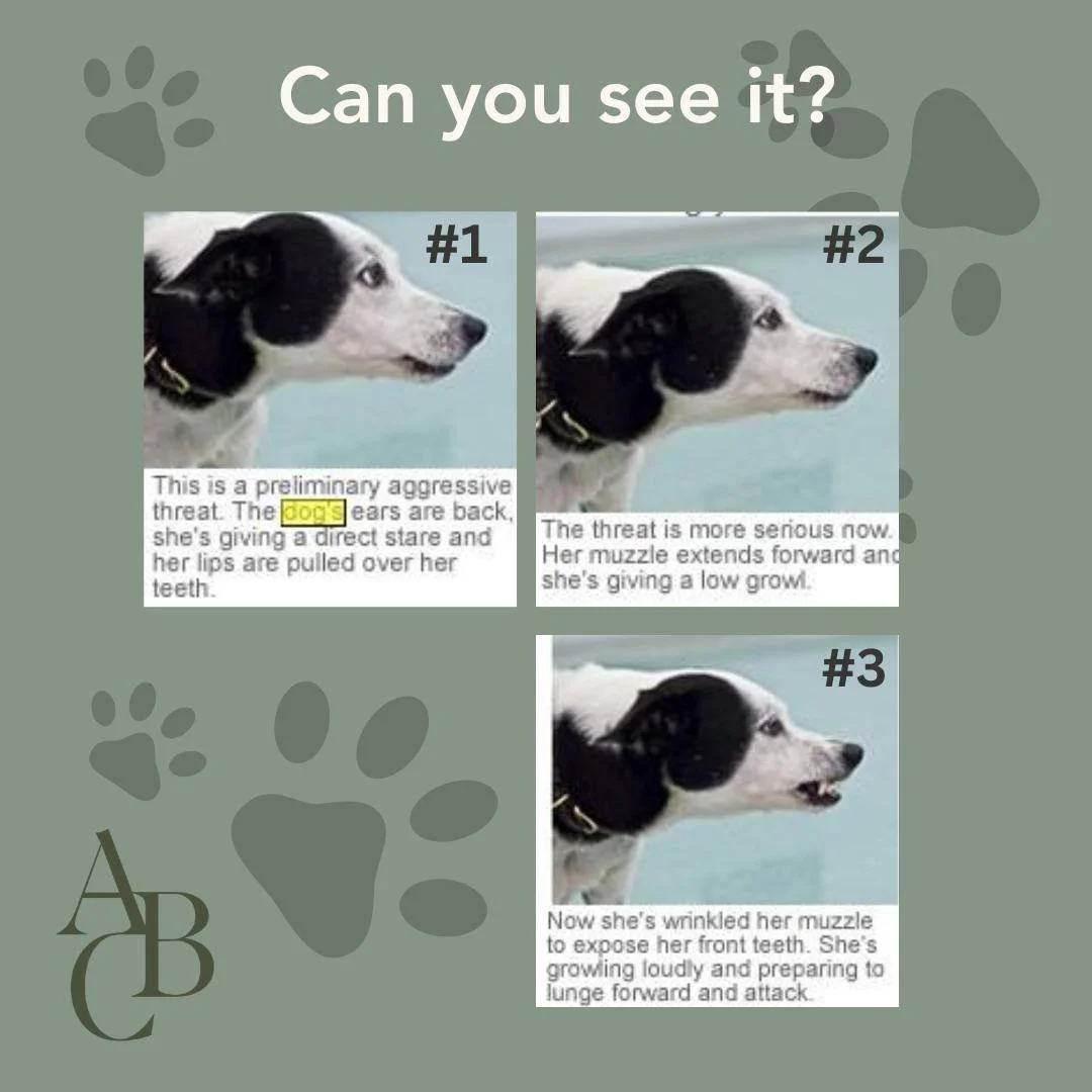Test yourself!
It can be easy to miss the lead up to a bite unless you are watching a dog's body language. Can you spot the increasing tension in this dog's face, a slight puckering of the lips in #1, a stiffening of the muzzle in #2 and then the sna