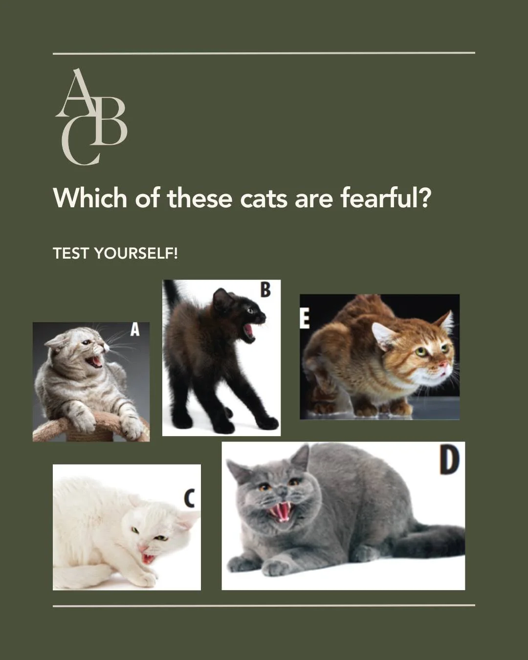Angry? Aggressive? Scared?
All the cats, A through E, are showing fearful behaviors.  Most cats if they are scared and have the ability to get away will choose to flee. A cat that is cornered, like in a veterinary cage or crate doesn't have the abili