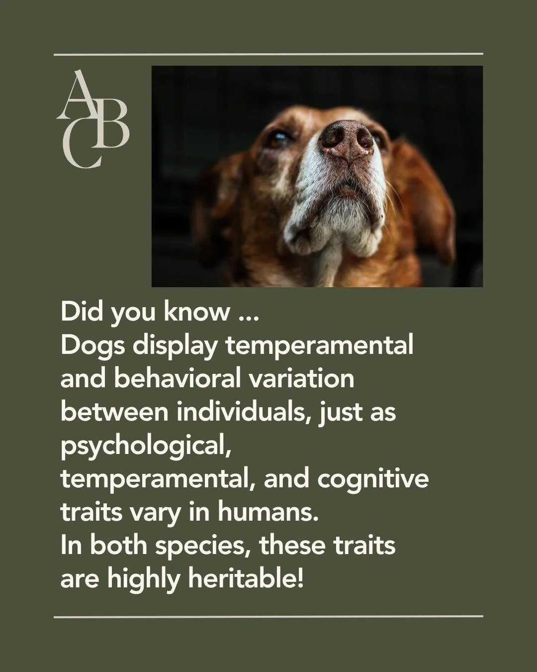 Did you know your dog's temperament is highly heritable?
(Psst.. and also similar to ours!)
A recent study in over 1,000 Golden retrievers looking at 14 genome wide
associations for behavioral traits found that most of the canine genes identified wer