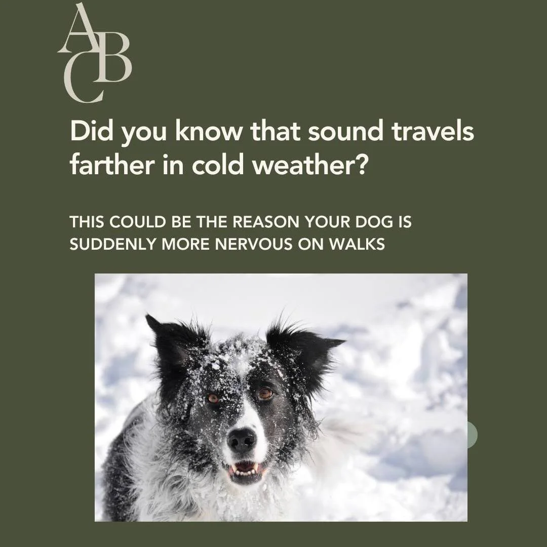 It's not in your head&mdash;your dog can hear better on cold days.
I recently had several of my patients experience increased anxiety with walks near traffic that they had been doing well with for  a while. There was no sudden scary event, no change 